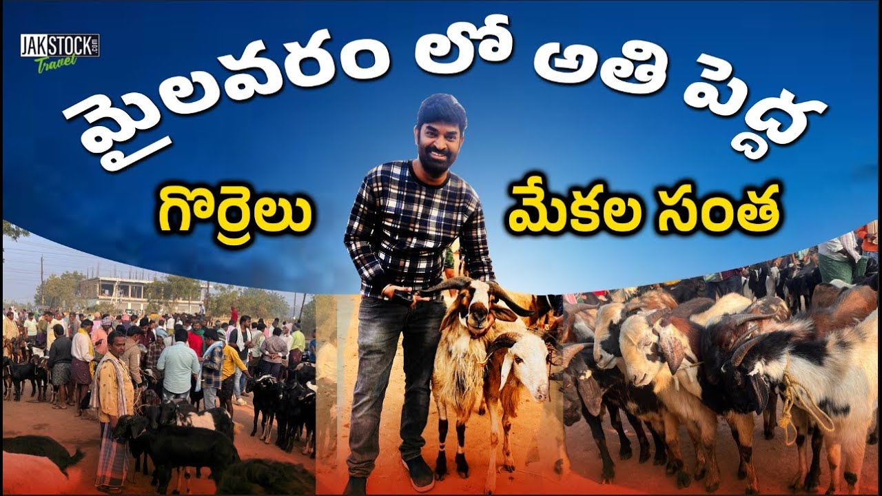 మైలవరంలో గొర్రెలు మరియు మేకల సంత | Mylavaram Goat Market | JakstockTravel | Babu Jakkula - 4k