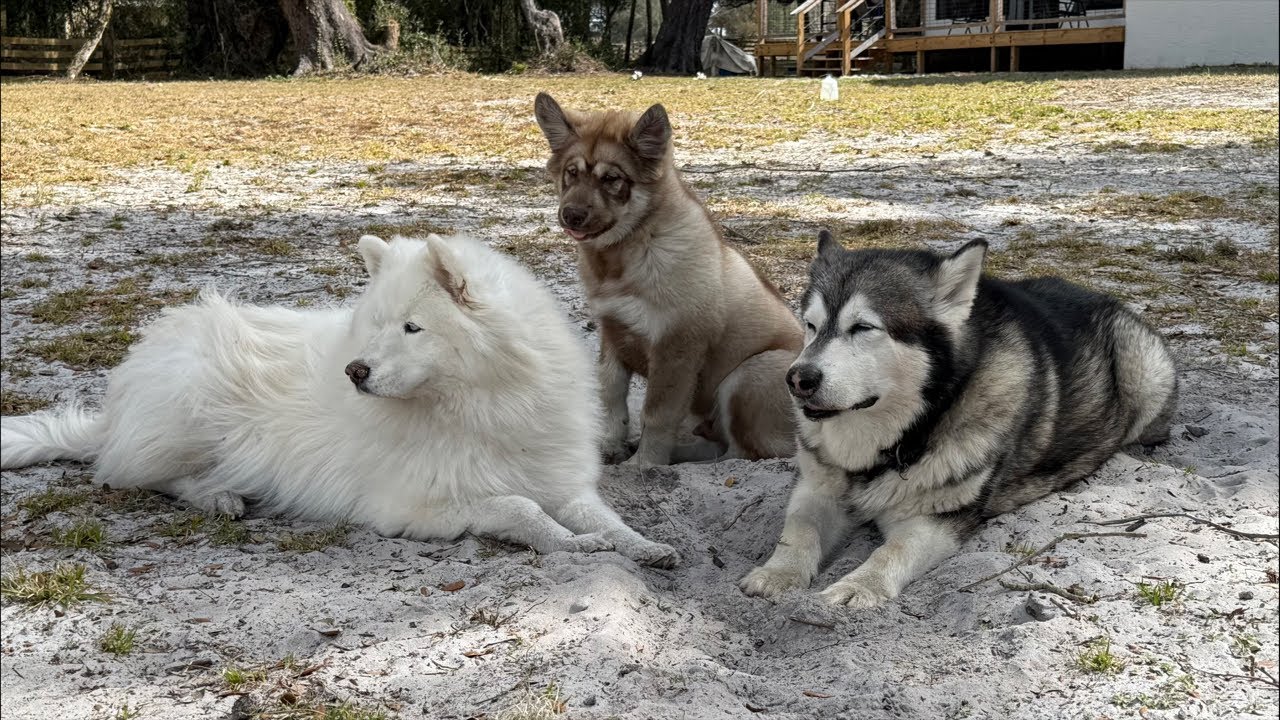 Tonka's WaterWolf Ranch is live!
