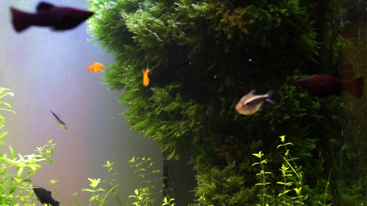 Мох феникс Phoenix moss (Fissidens fontanus)