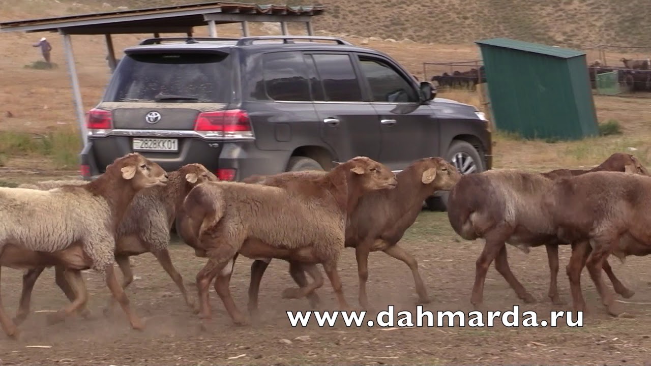 Гиссарские овцы -  отбор рыжих кучкаров хозяйства Баракат