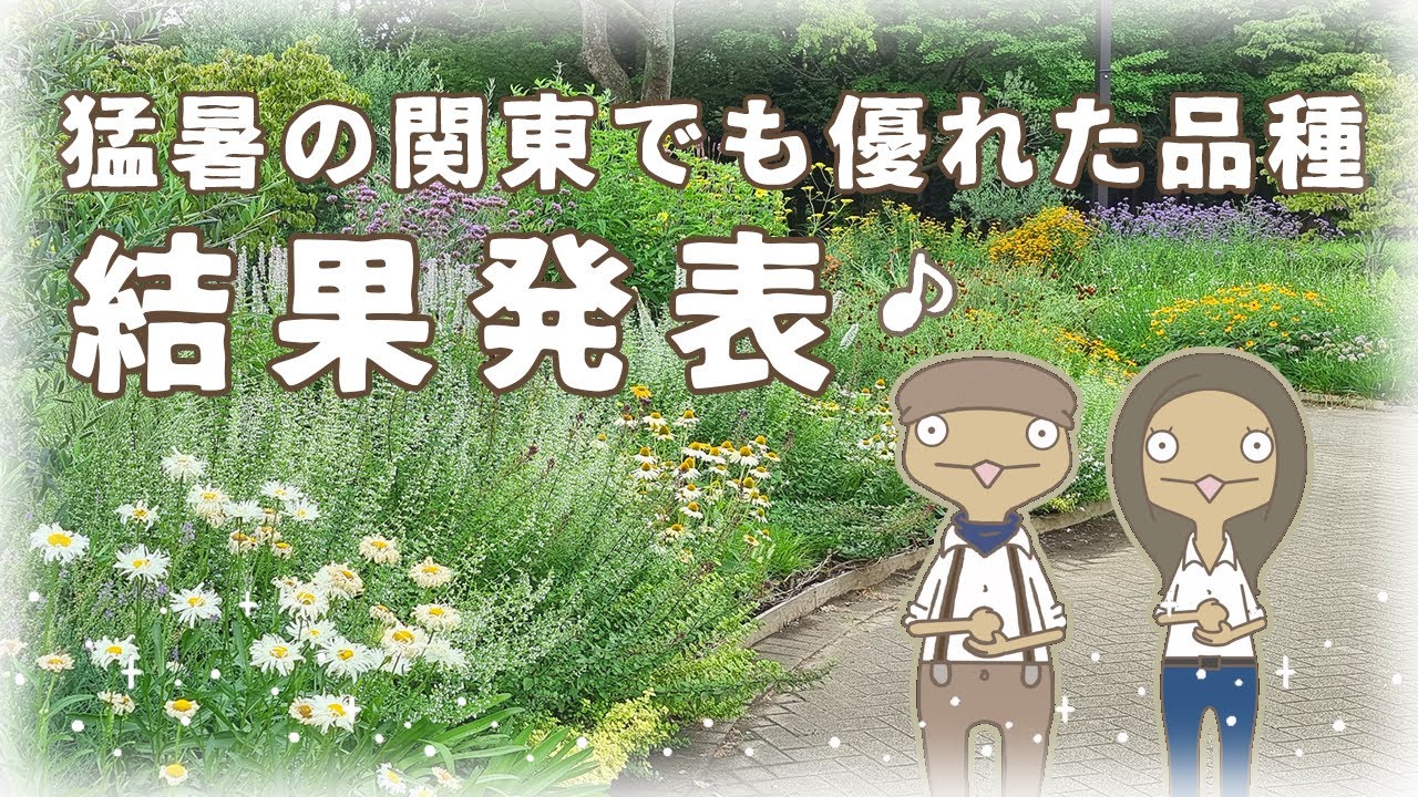 【みつけた♪】プロが選んだ宿根草の中でも特に丈夫で美しい品種