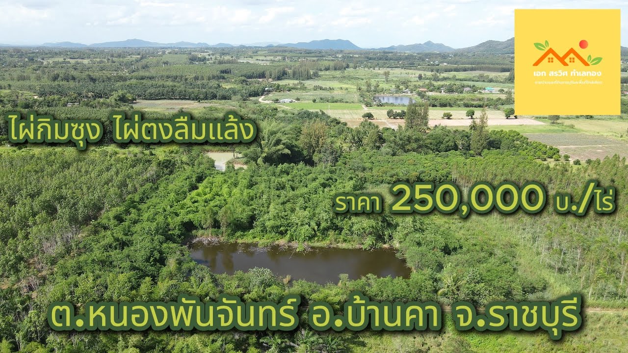 ที่ดินราชบุรีราคาถูก พร้อมไผ่กิมซุงขนาดใหญ่ให้ผลผลิตแล้ว และสระน้ำในที่ เอกสรวิศ EP.72