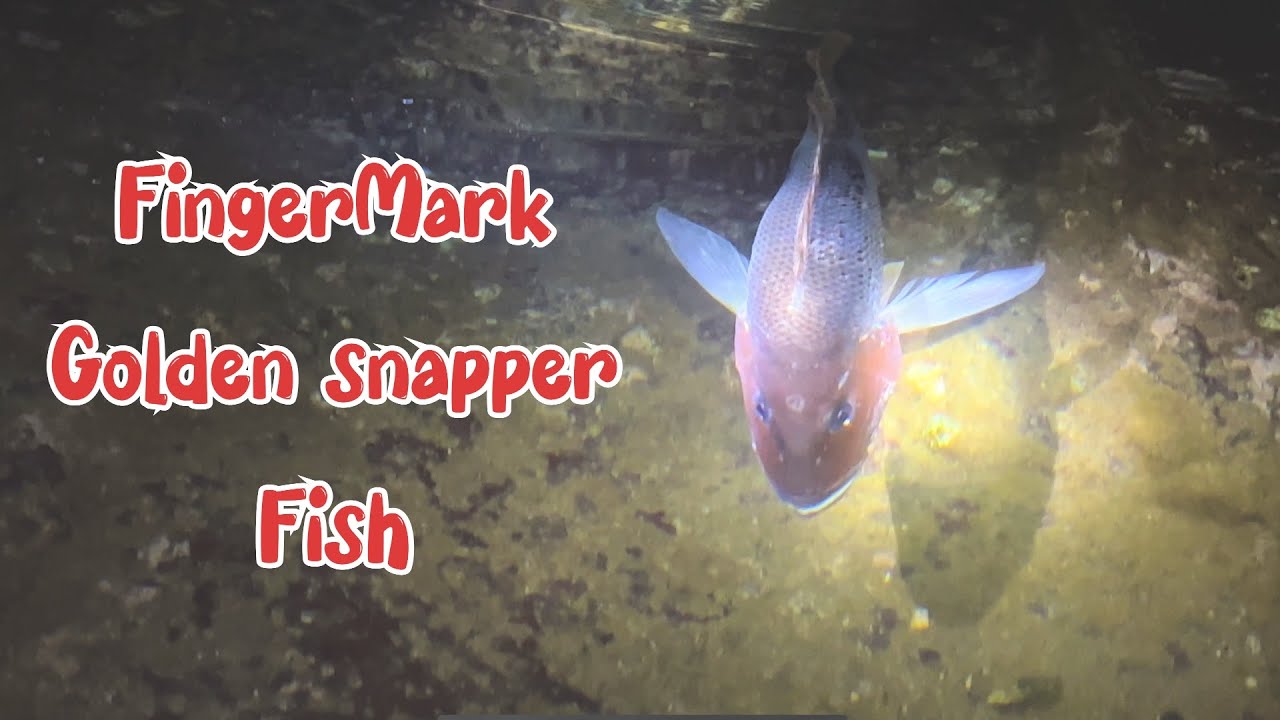 Fingermark / Golden snapper fishing from shore - किनाऱ्यावरून फिंगरमार्क मासे पकडणे coastal fishing