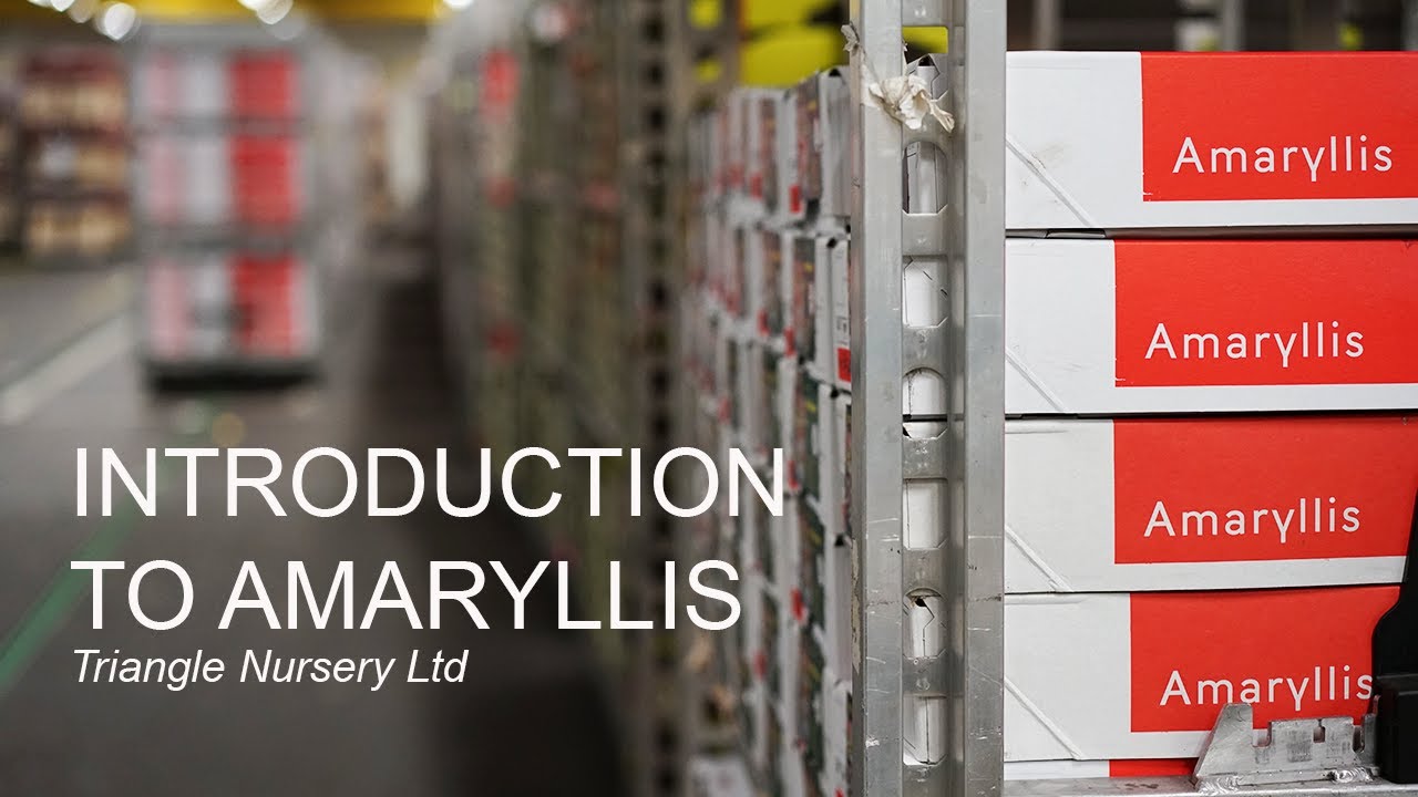 Introduction to Hippeastrum (or Amaryllis) Cut Flowers