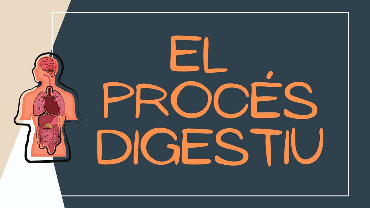 El proc&eacute;s digestiu