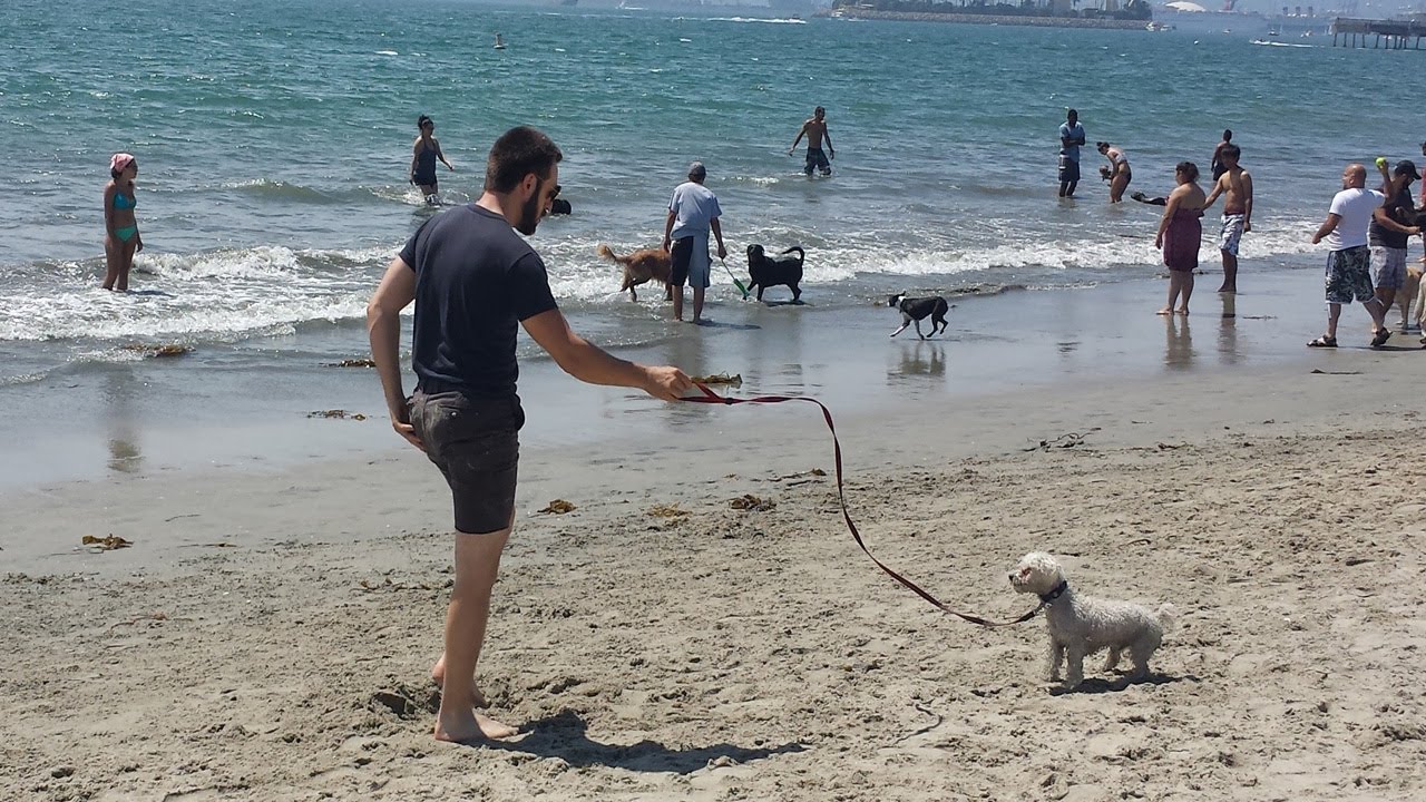 Rosie's Dog Beach - Long Beach Off-leash Dog Beach