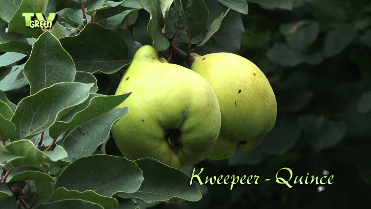 Biologische boomgaard - Kweepeer - Quince - Cydonia oblonga