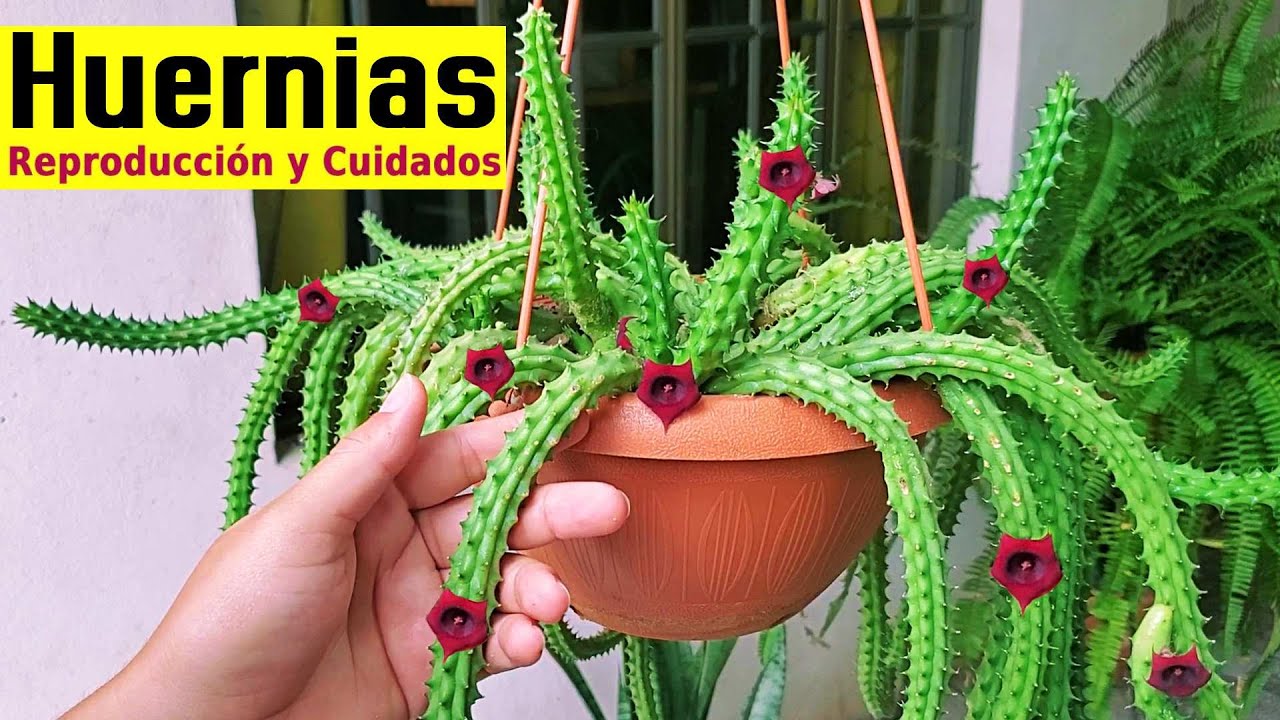 Huernias | Cuidados y Reproducción de Huernias ojo de Dragón