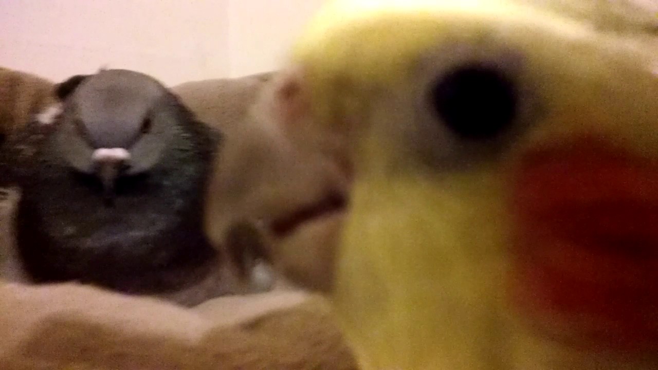BIRD Disagreement Cockatiel vs. Pigeon 🐦vs🦜