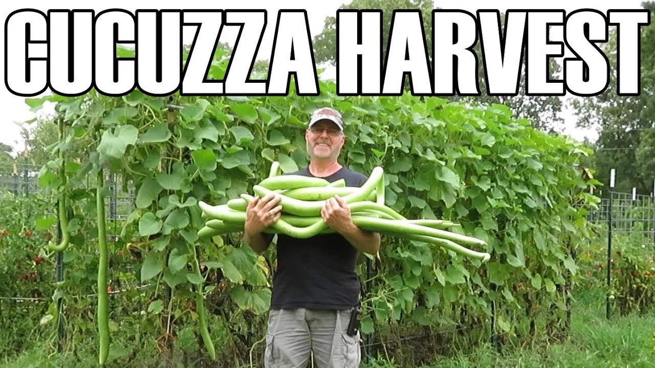 My super long cucuzza harvest | Squash/Gourd