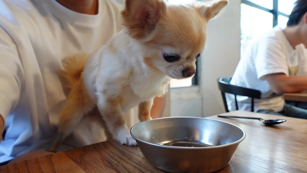 都内のお洒落なドッグカフェのご飯が美味しくてつい机の上に前のめりな犬がこちらです