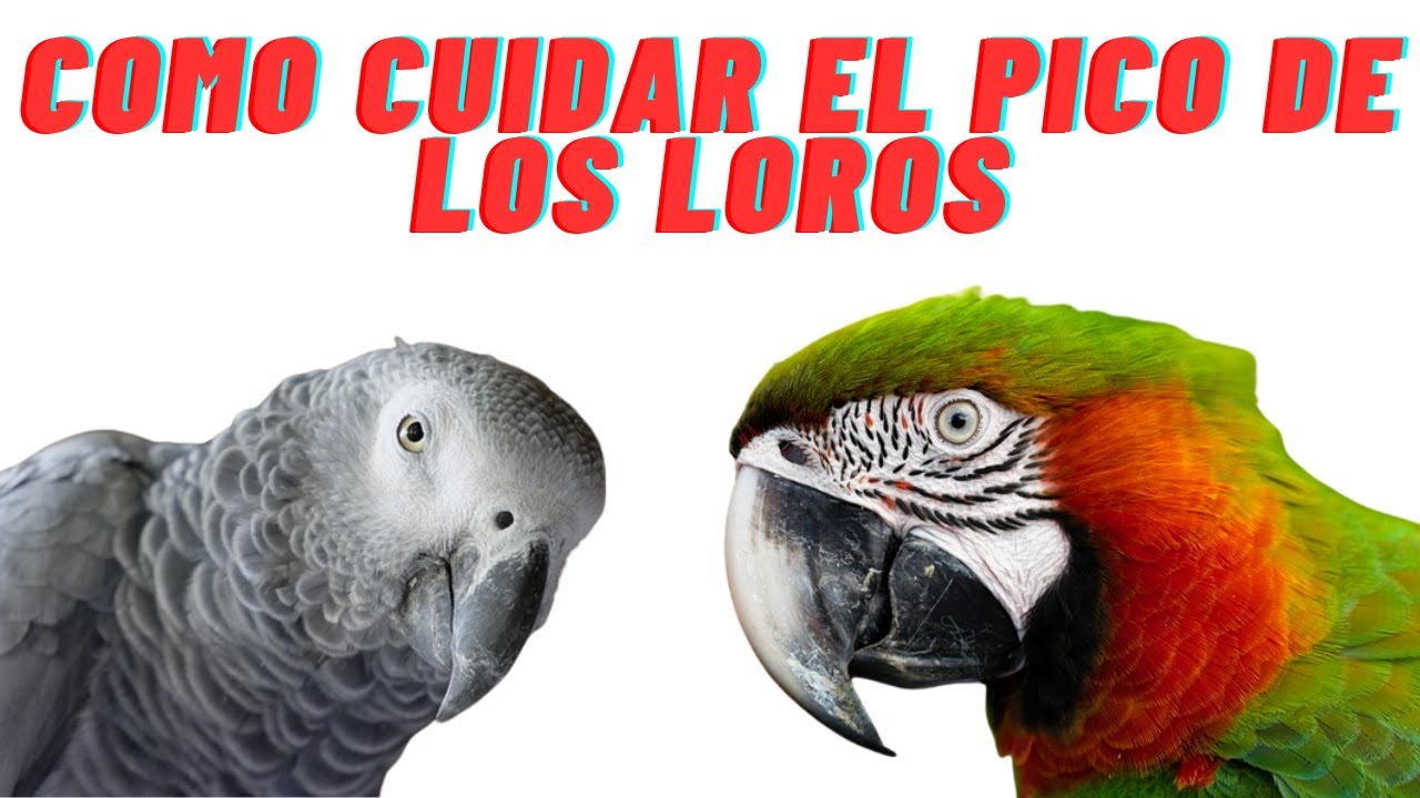👉🦜 Como Cuidar el pico de los loros , Cuidados especiales del pico