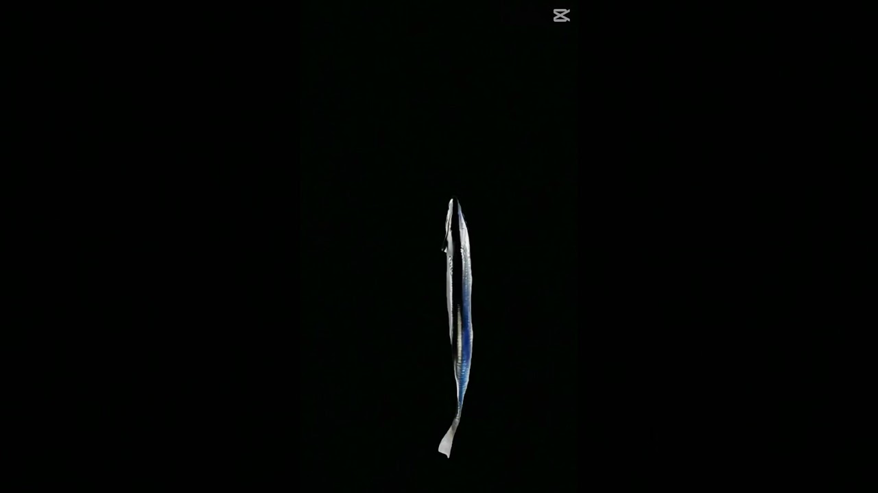 Spinning fish