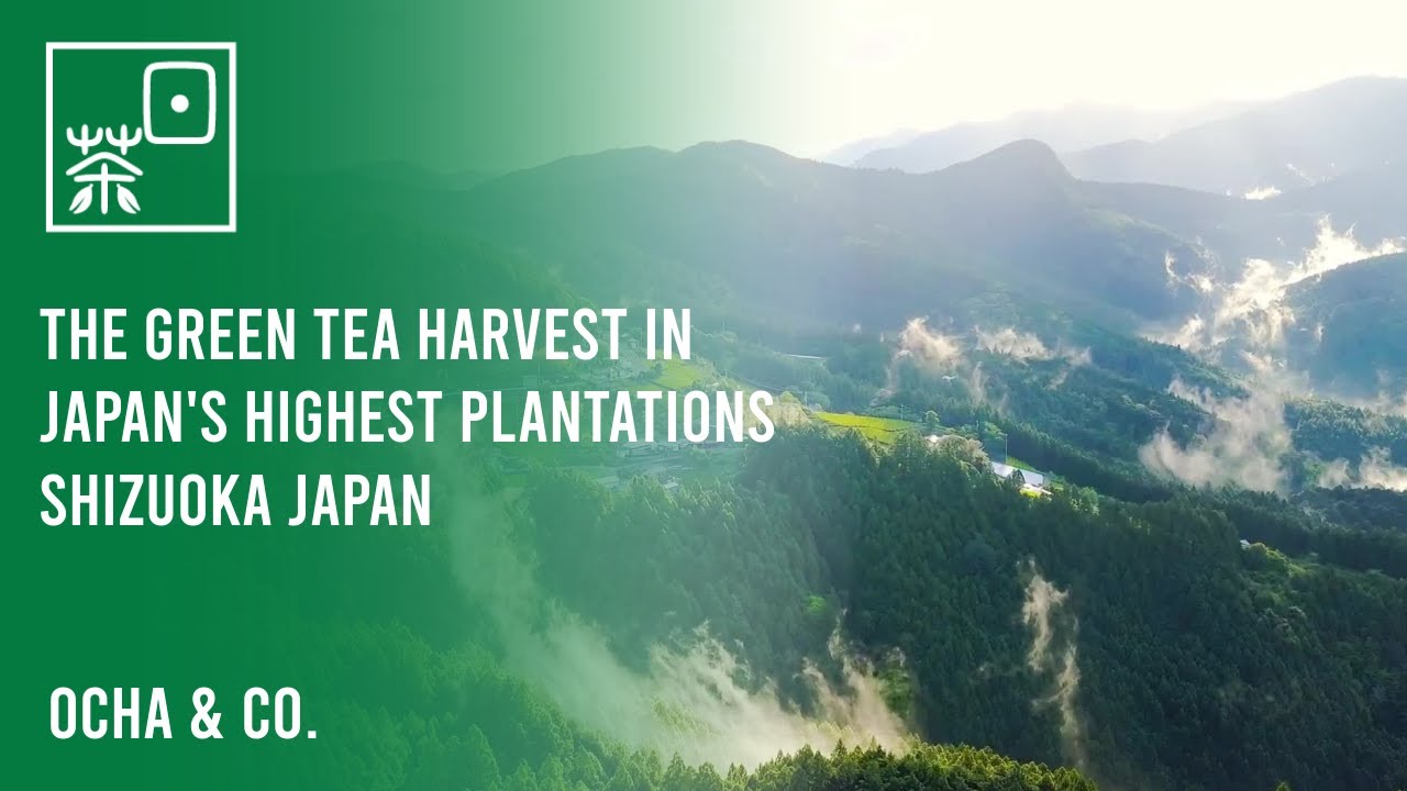 Japanese Tea Farm: First Flush Harvest and Processing in Japan's HIGHEST Plantation