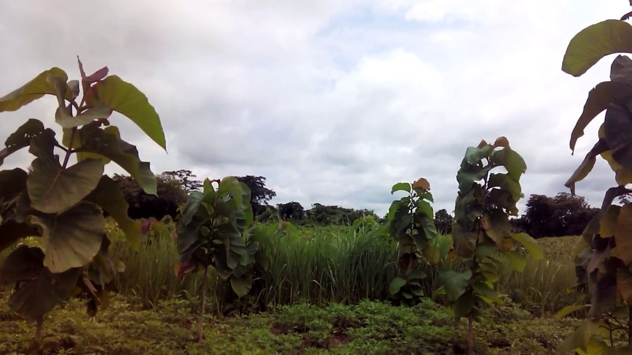 TECK 4 Centrafrique