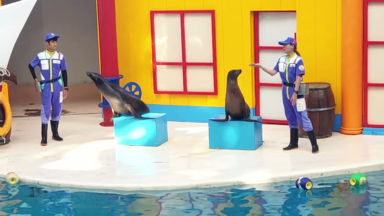 花蓮遠雄海洋公園 海獅巡警隊 海獅表演 sealion show