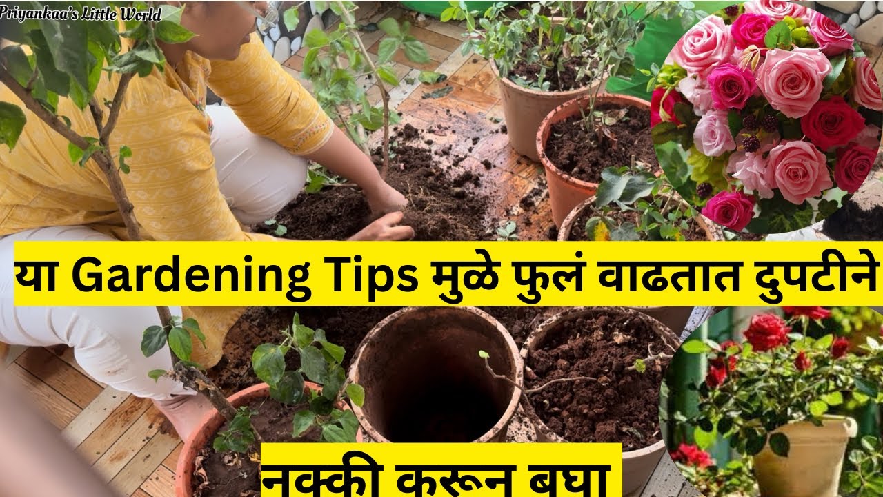 या Gardening Tips मुळे फुलं वाढतात दुपटीने 🌸 | Kitchen Restock | Devghar Clean | Daily Vlog Marathi