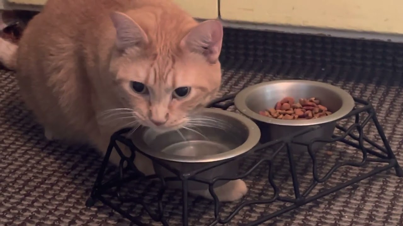 Spike the cat