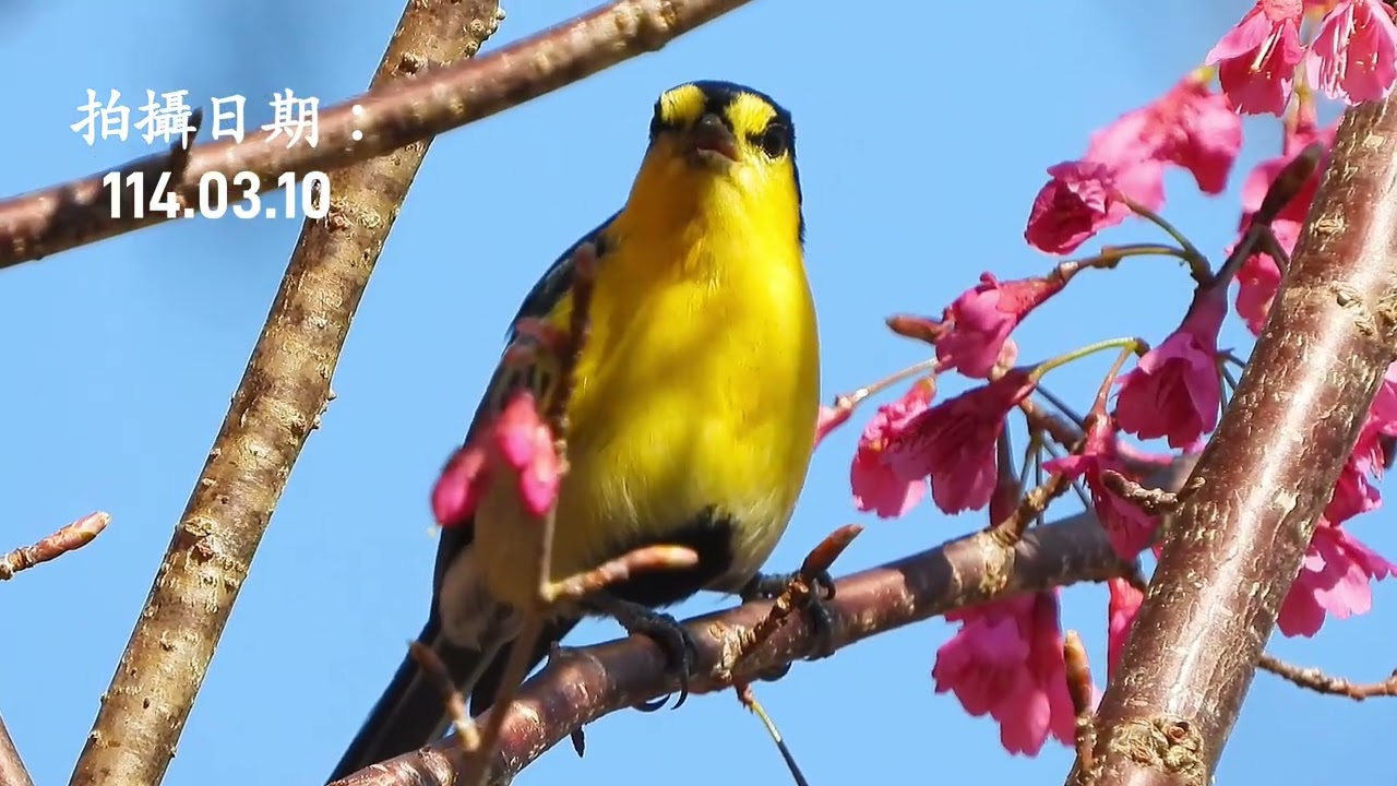 黃山雀（學名：Machlolophus holsti）俗稱：師公鳥☆雅集攝影製作☆攝於：新竹尖石鄉馬美道路☆拍攝日期：114.03.10