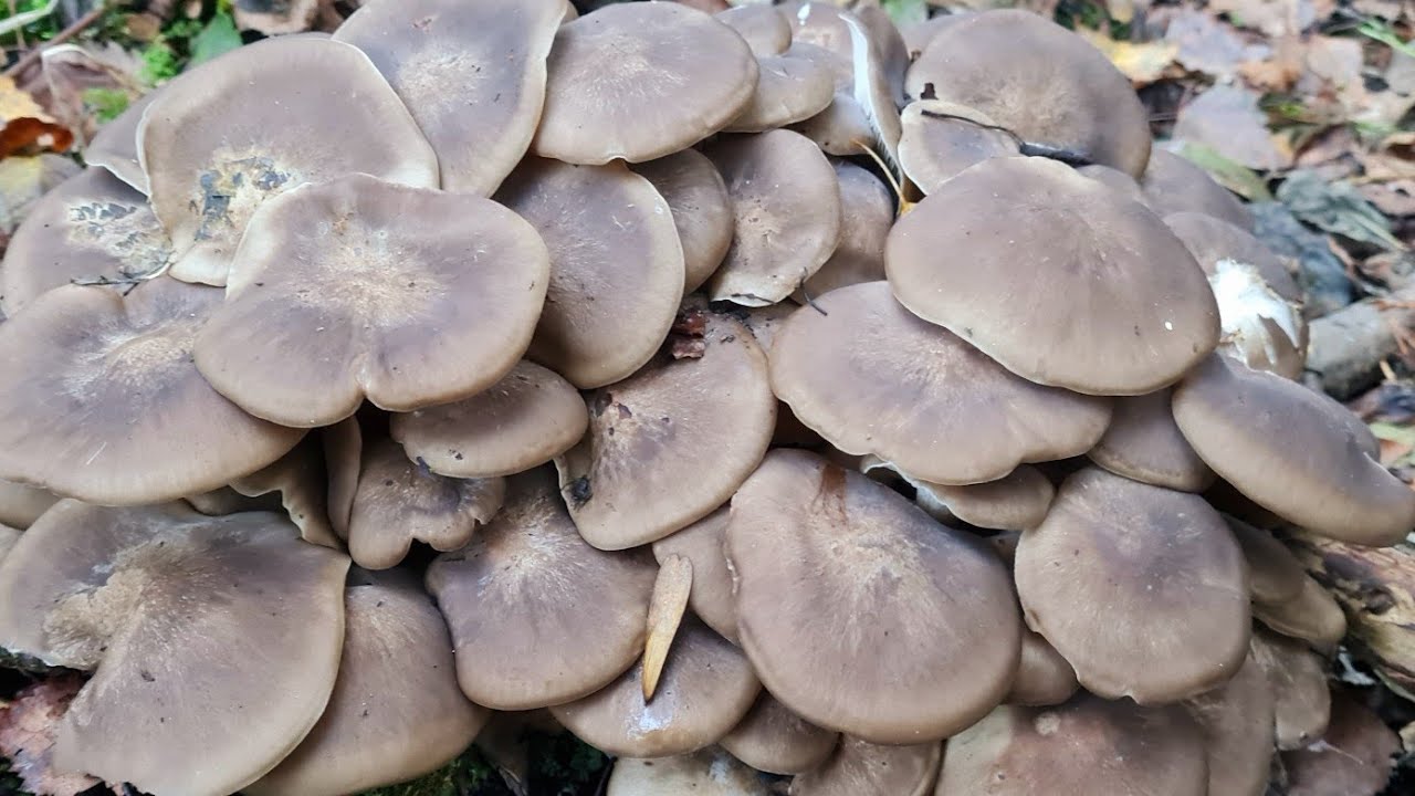 ชมรวมคลิปเก็บเห็ดดำหวานตอน5กันต่อแบบรัวๆไปเลยค่ะ🍄🍄🍄🇦🇹Lyophyllum 