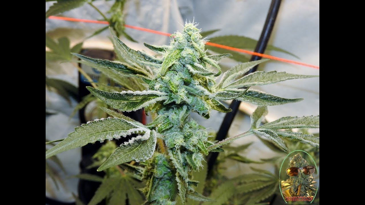 PLATINUM CANDY DAY 42