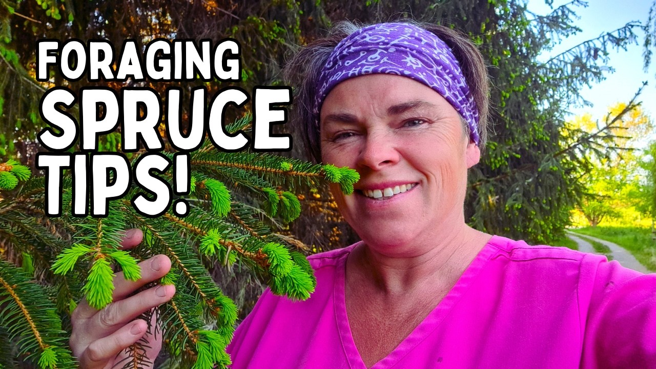 How to Forage Spruce Tips: Harvest, Freeze & Make Cough Syrup