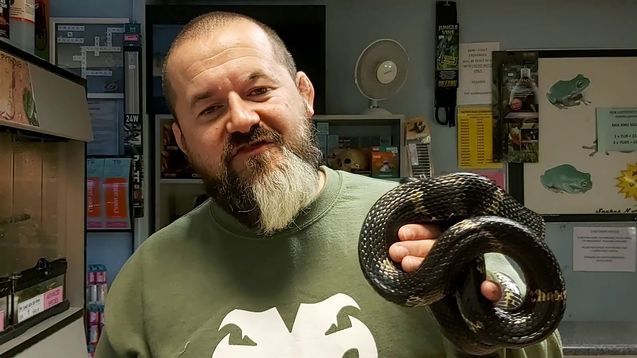 S'N'A Introducing Series 
- Episode:37
Russian Rat Snake 
(Elaphe schrenckii)
