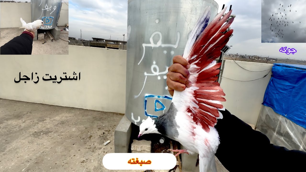 اشتريت زاجل ابيض 🥹 صبغت هذه طير هم