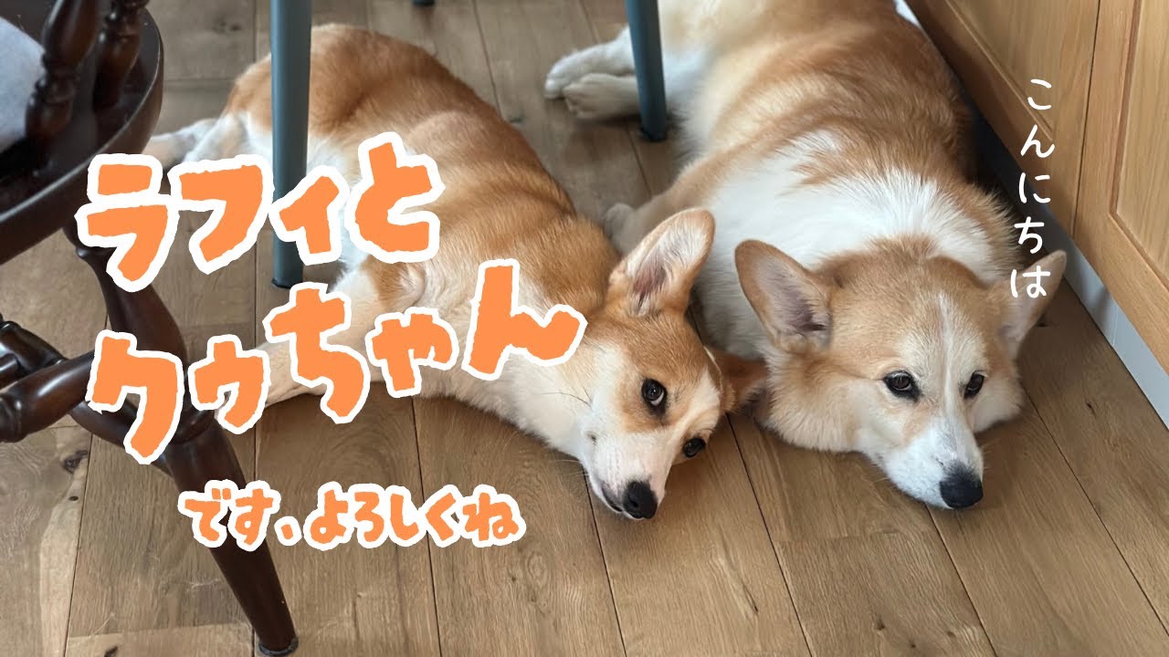 ハジメマシテ！！コーギーのラフィとクゥちゃんです！