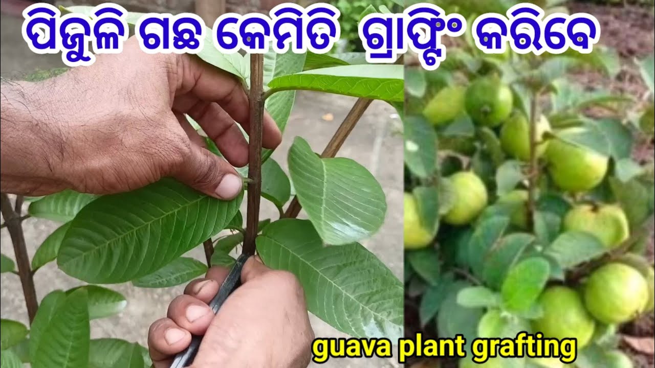 ପିଜୁଳି ଗଛ କେମିତି ଗ୍ରାଫ୍ଟିଂ କରାଯାଏ।How to grafting guava plant #guava #guava grafting #airlayering