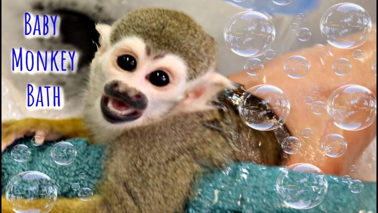 Baby Monkey Morning Bath Bloopers #squirrelMonkey #babymonkey #bath
