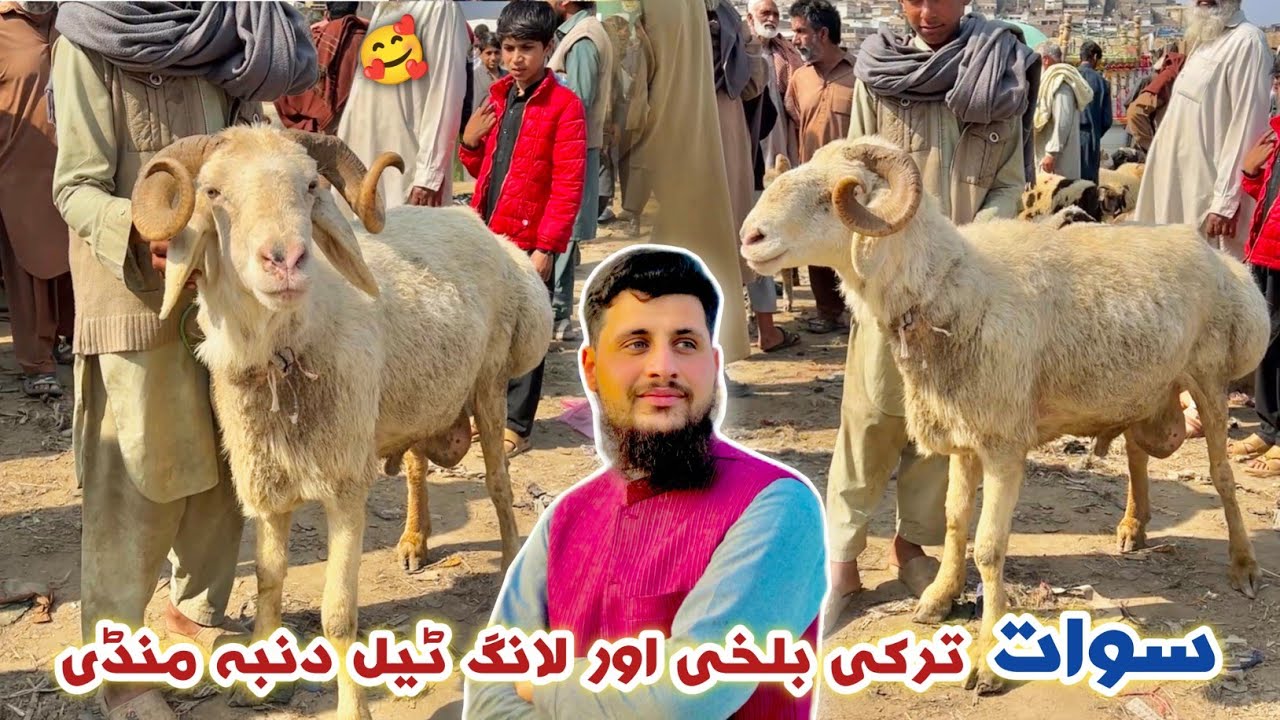 Dumba Mandi Turkey Balkhi & Long Tail Sheep Market Swat Season 2026 Izhar Ali Shah Vlogs