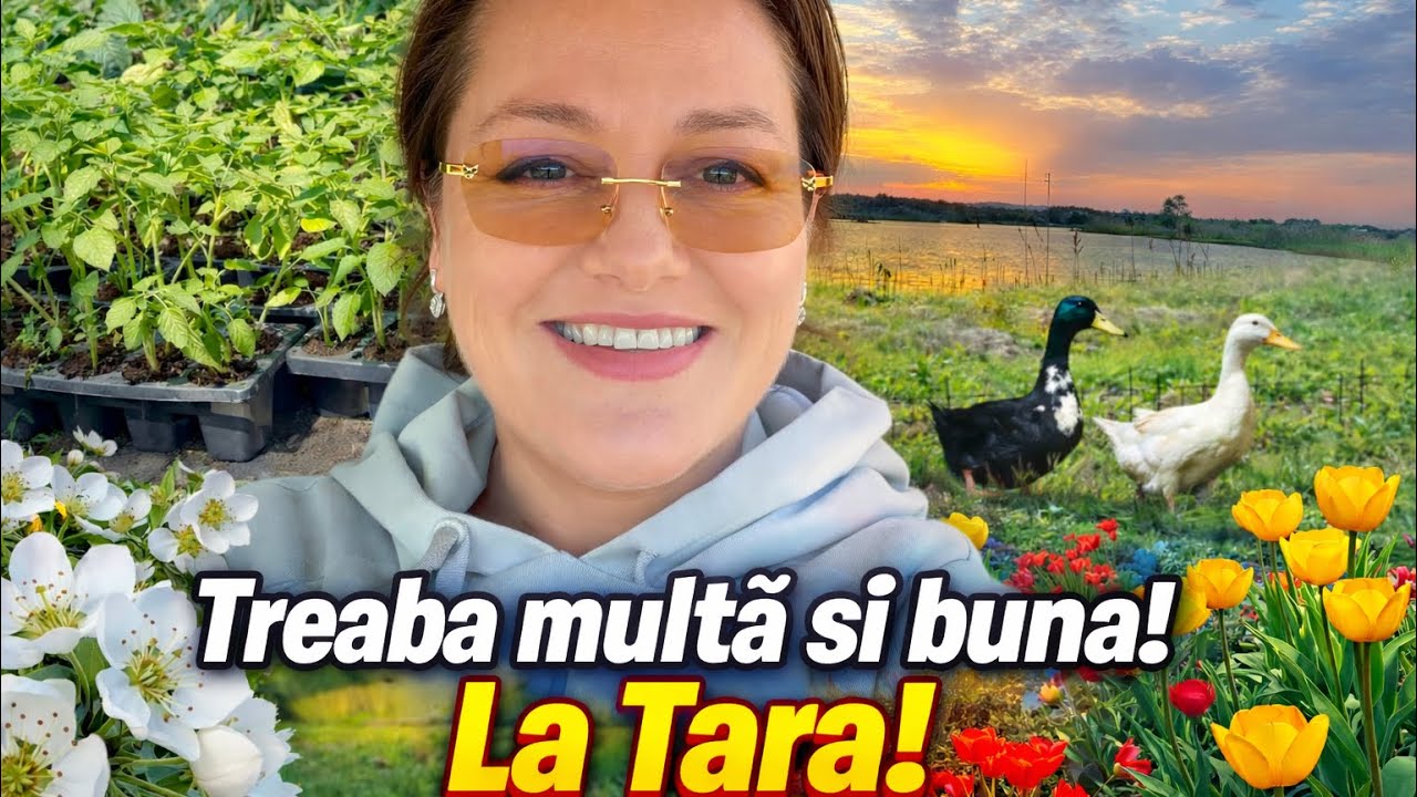 La Tara! Cea mai ocupata perioada din an! Cele mai frumoase flori!