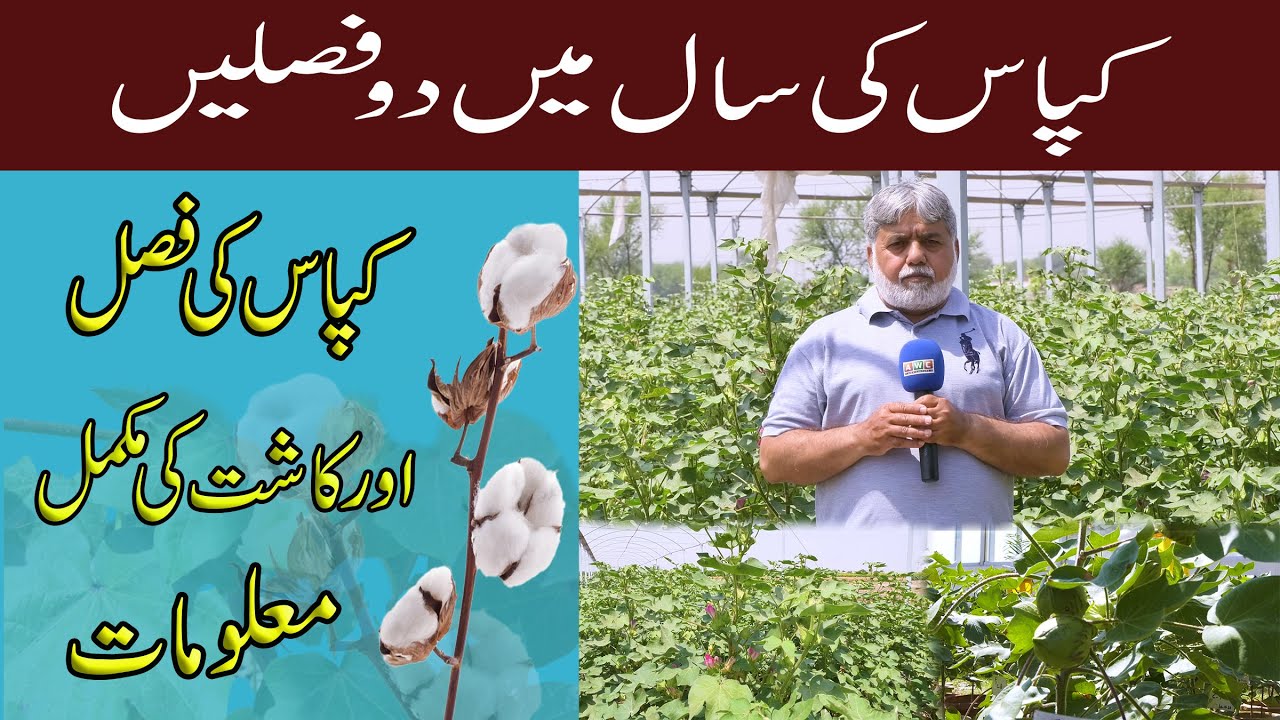 Kapas ki Paidavar Barhayen | How to Get Better Cotton Production in Pakistan | کپاس کی کاشت