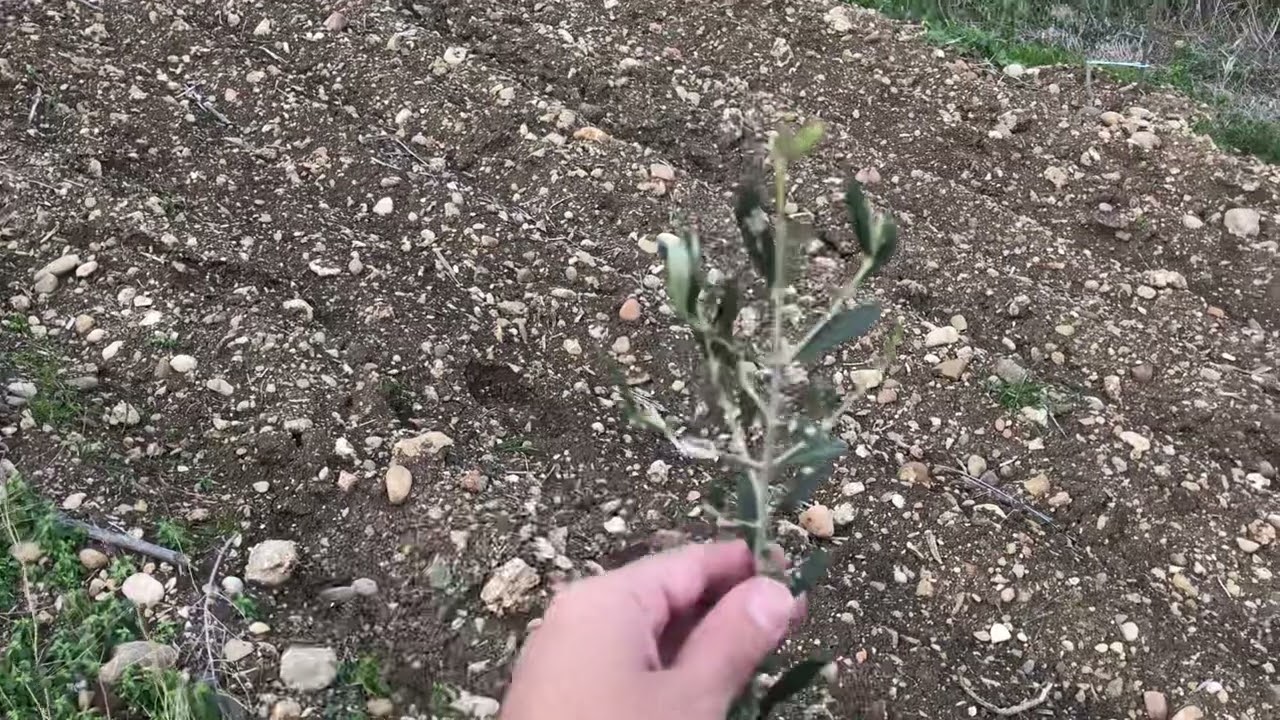 Arbequina zeytin bahçemiz 1. Yaşında