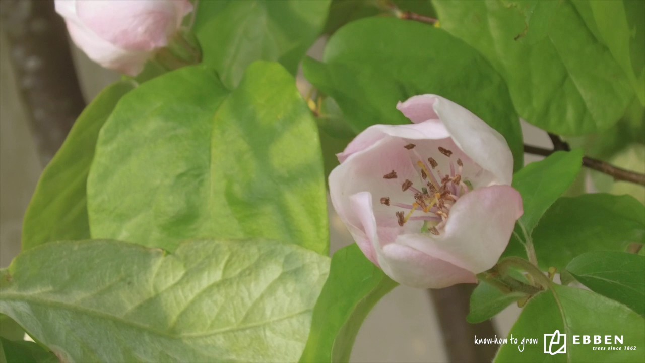Daktuin met Cydonia oblonga