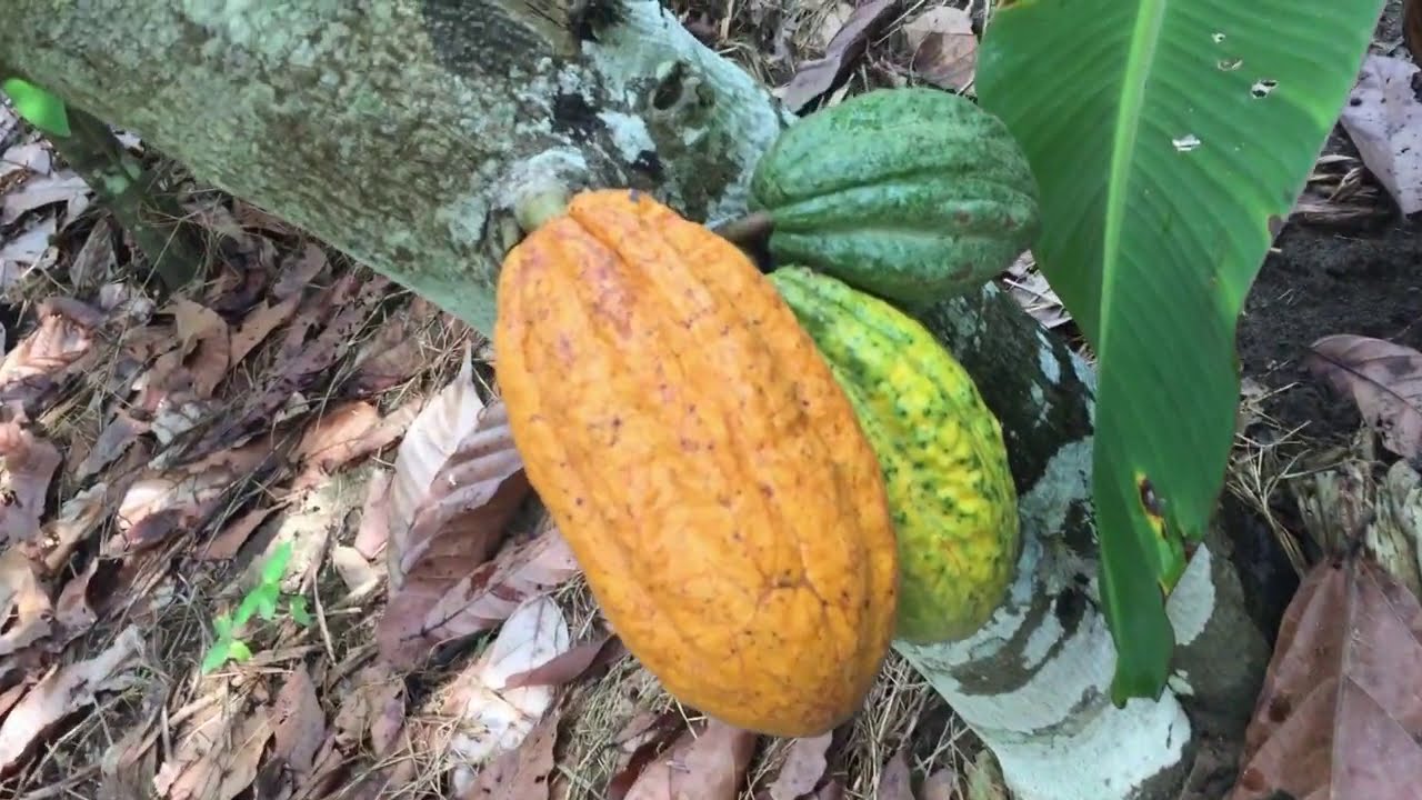 A Day Life In My Father's Cocoa Farm(Ghana)