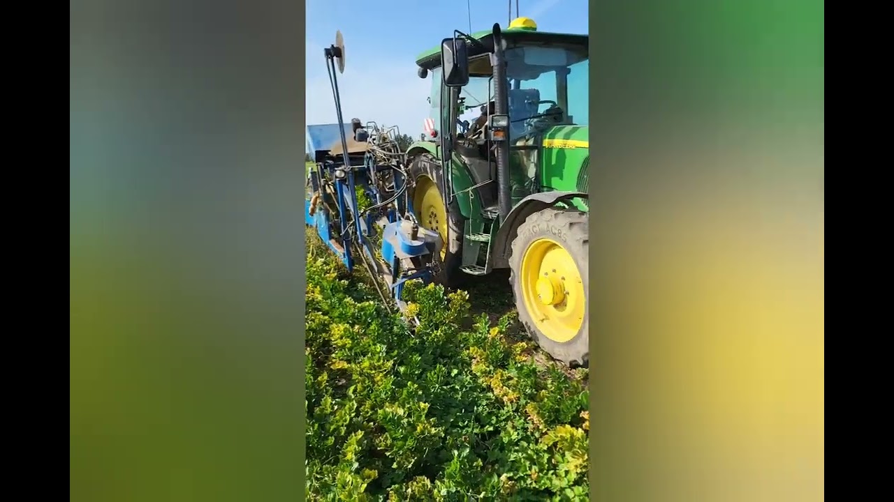 Sellerieanbau auf dem Bio Hofmädertal