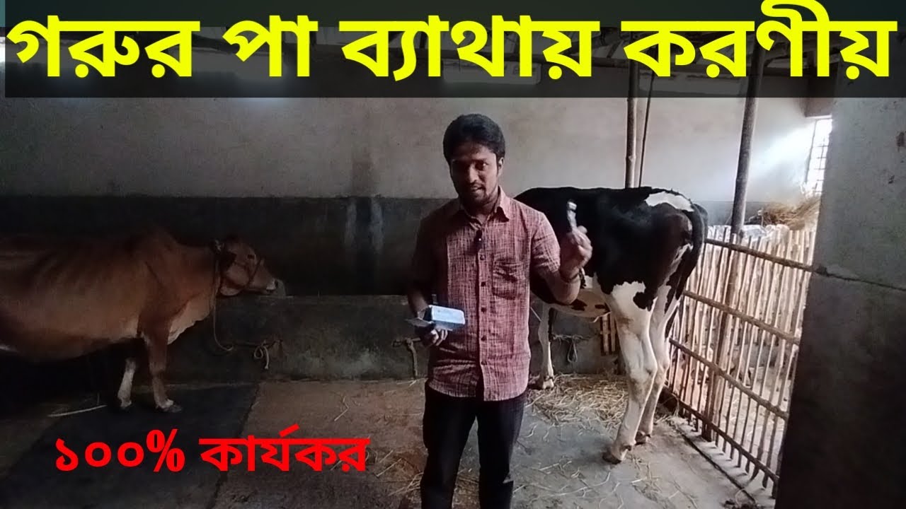 What to do if the cow's legs hurt  | 100% proper treatment of cow's foot pain