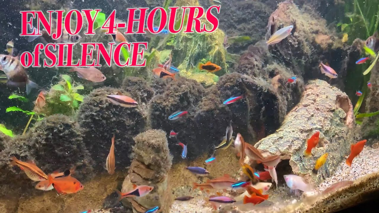 4K 300 Fishes AQUARIUM | NO MUSIC 4 HOURS 🔴 | RELAXING 🐡🐠🐟 FISH 4K #RELAXTIME
