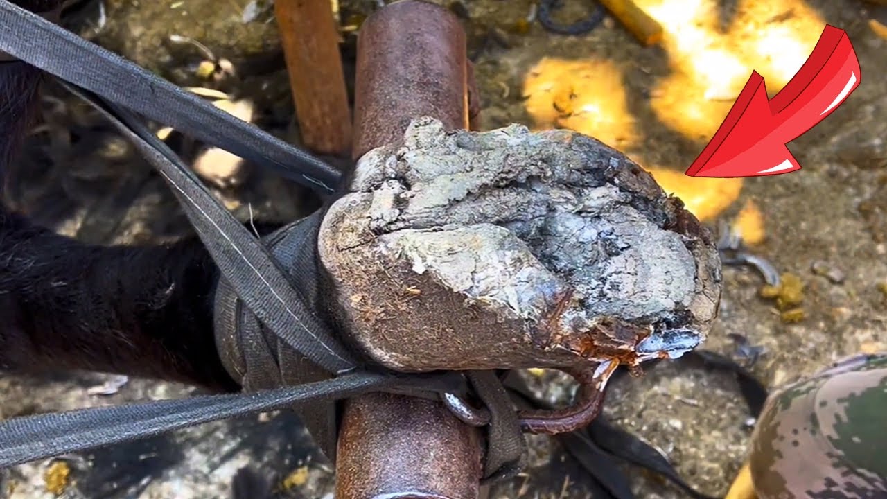 瘸腿毛驢好痛苦！ 蹄子角質腐爛，走路一拐一拐！ 民間釘掌師把角質削的一乾二淨，安裝馬蹄鐵！ 超療癒