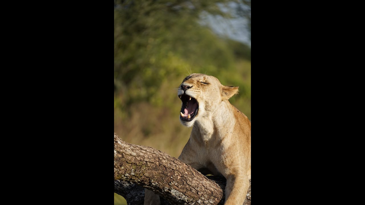 The Trip of a Lifetime | East Africa Safari