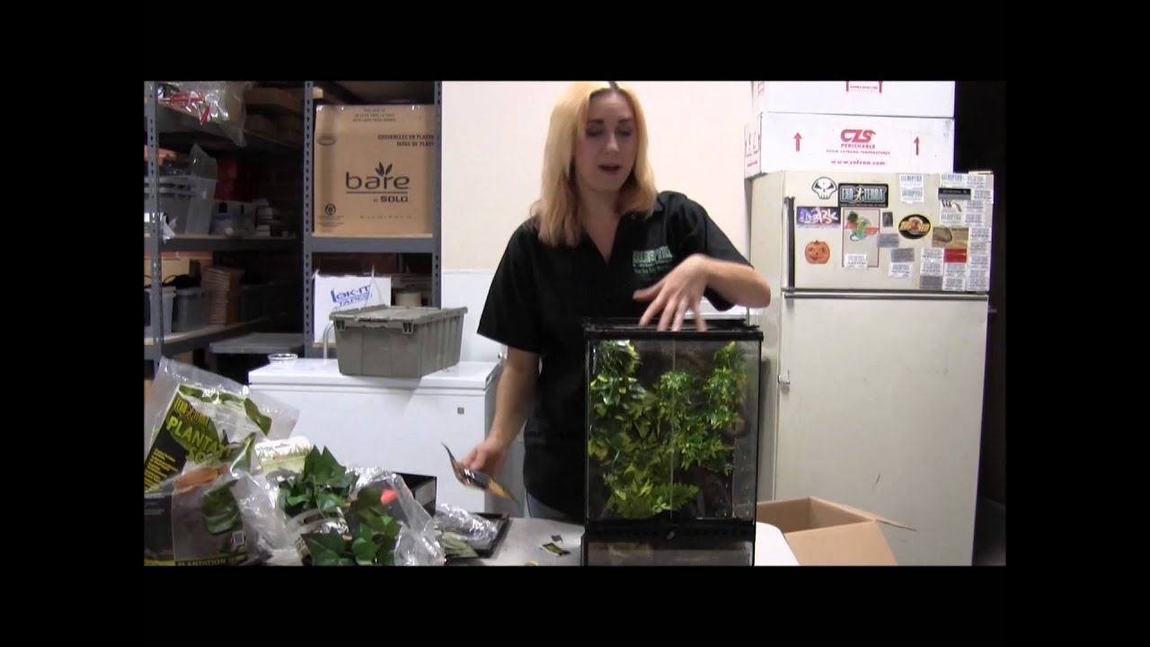How to Set Up White's Tree Frogs