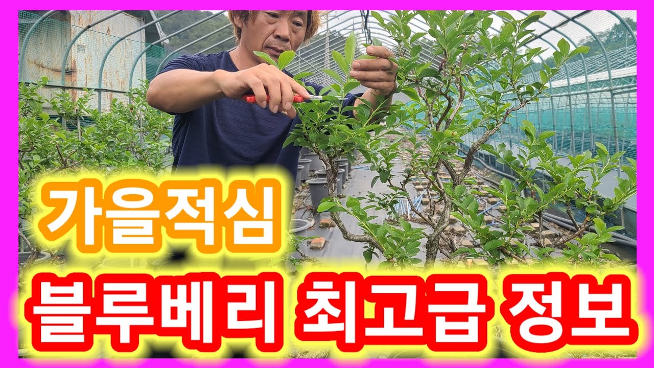 블루베리 최고급정보 가을적심,비료 거름주는 시기 가지치기 전지 전정 방법 시기 블루베리 키우기,재배방법 블루베리 나무,묘목