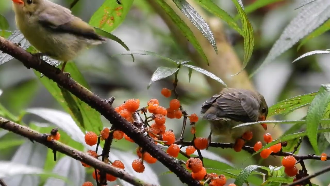 2025.5.10 綠啄花幼鳥練習覓食