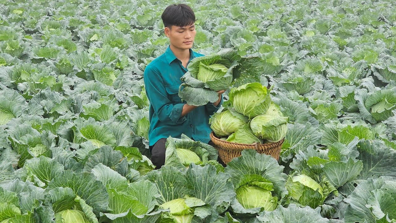 Harvesting The Cabbage Garden, Go Sell, How to Make Cabbage Rolls with Meat