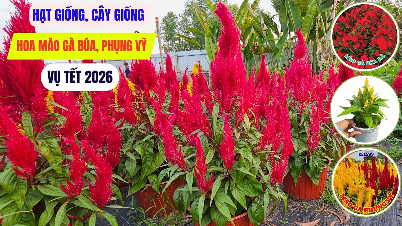 Hoa mào gà – Hạt giống, cây giống chuẩn cho vụ Tết 2026