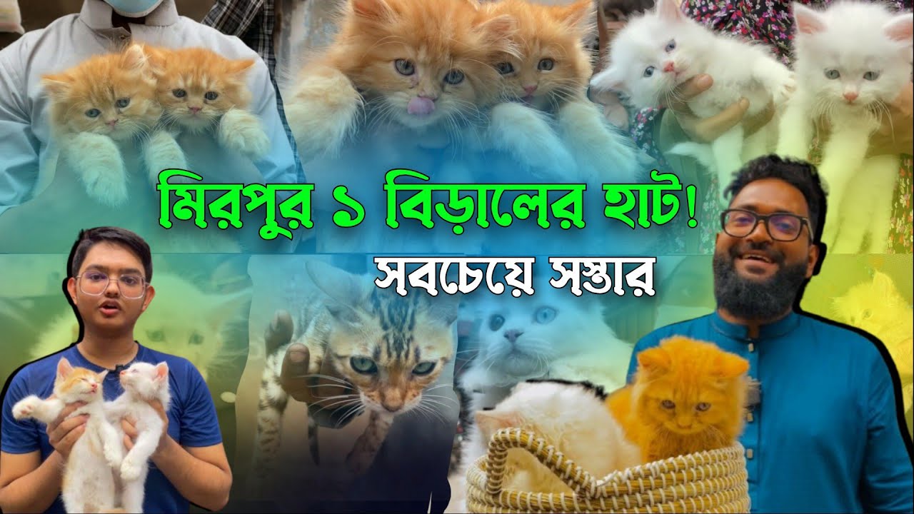 সবচেয়ে সস্তায় বিড়াল | মিরপুর এক বিড়ালের হাট | @DewanPets | Persian cat price in Bangladesh 