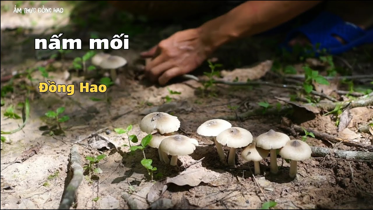 Hái nấm mối, nấm rừng của thiên nhiên ban tặng làm các món ăn ngon
