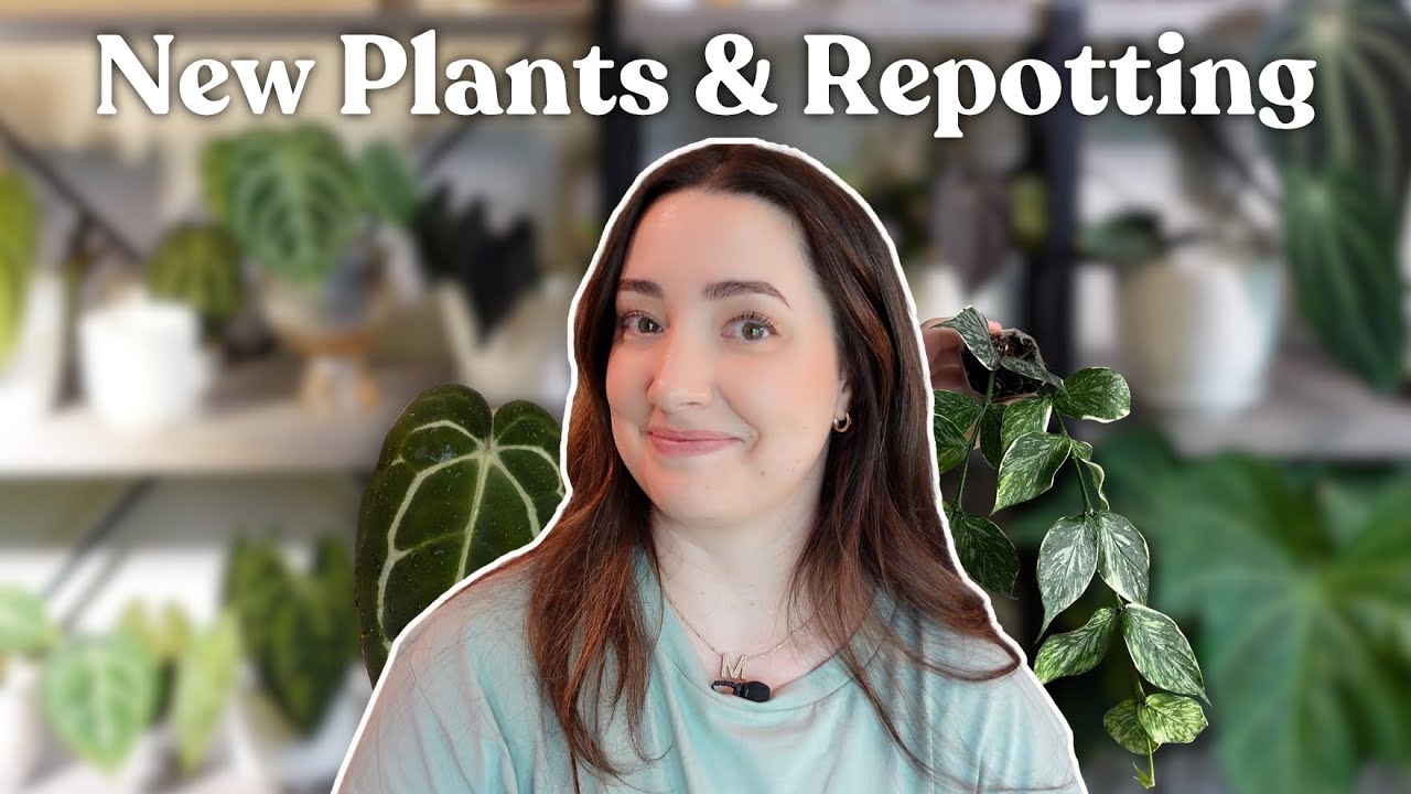 A Few New Plant Additions + Repotting 🌱 | Hoyas, Anthuriums & a New Philodendron 👀